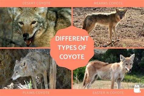 kayotes|6 Different Types of Coyote Species